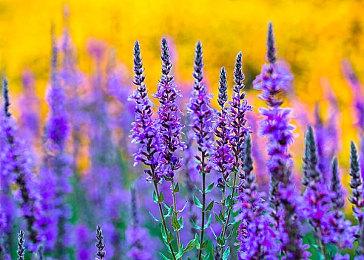 回合制战略游戏《指挥部：二战》现已在Steam平台正式推出